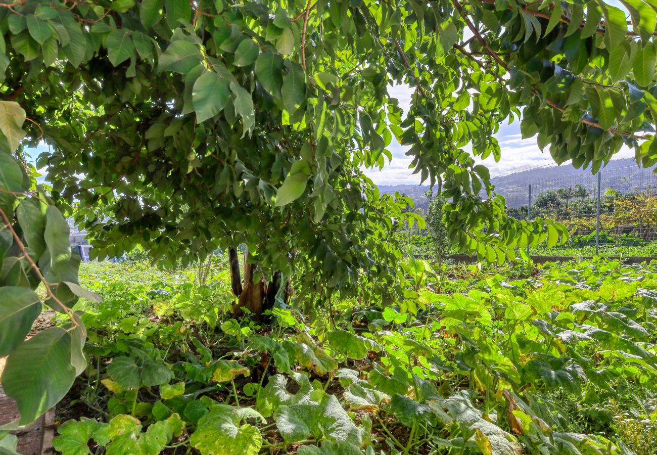 Studio à São Jorge - O Miminho, a Home in Madeira