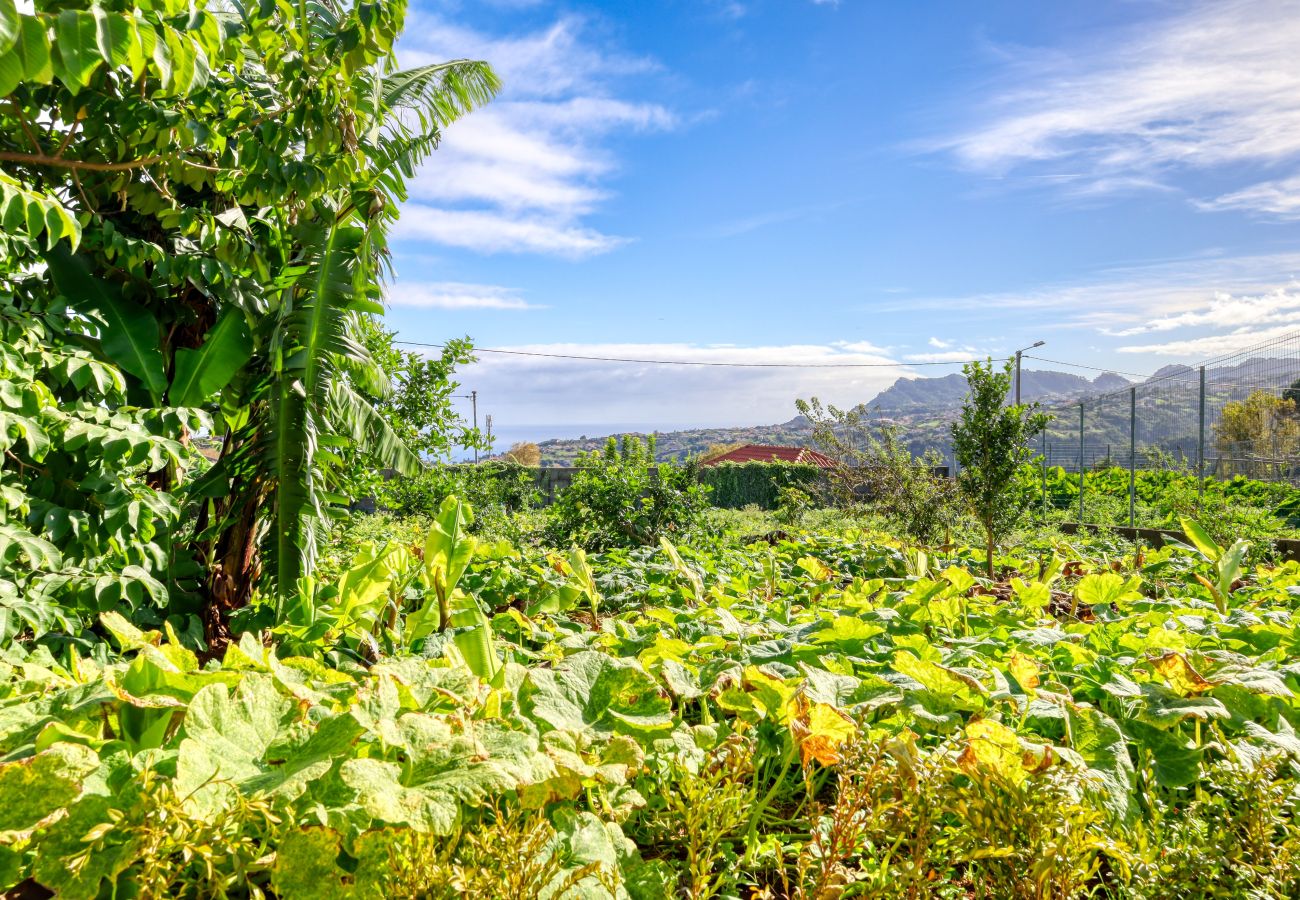 Estúdio em São Jorge - O Miminho, a Home in Madeira